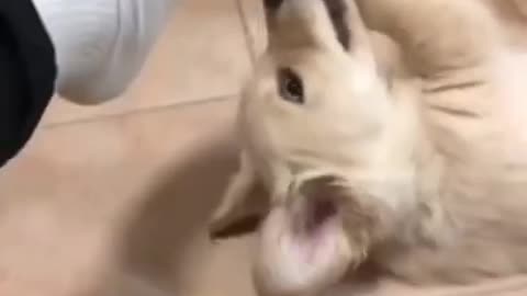 cute dog videos funny