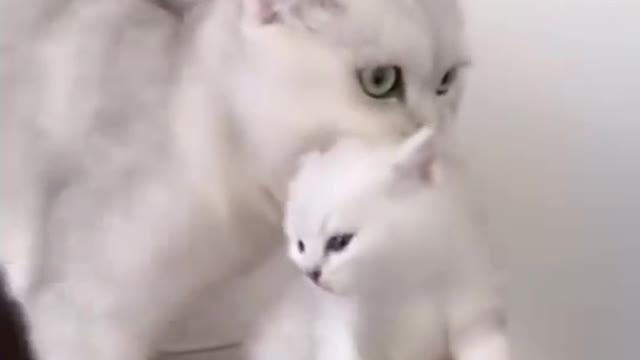 Cat vines