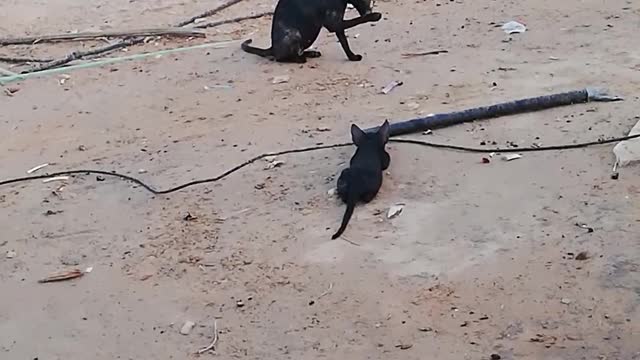 Baby cat playing on desert with his mom..