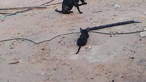 Baby cat playing on desert with his mom..