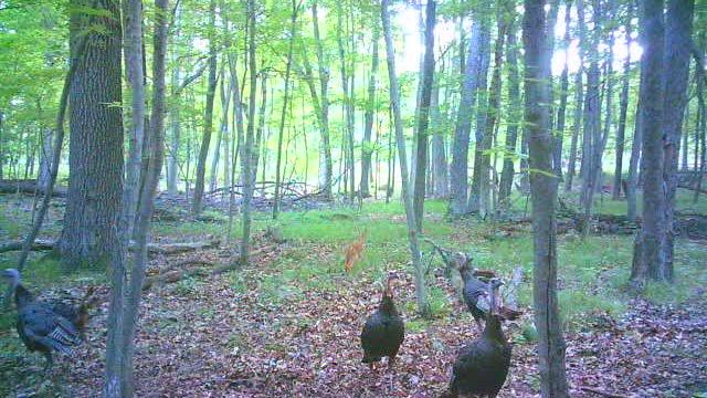 Fawns and Turkey Rumble!