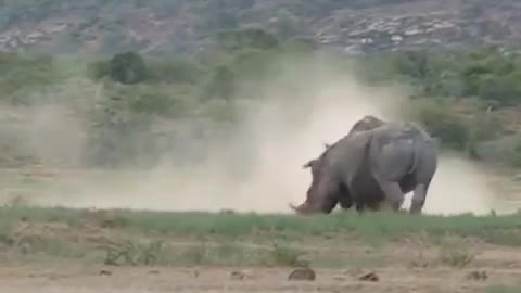 Battle of rhinos