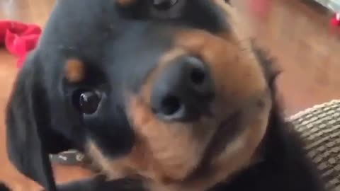 Cute and funny animals