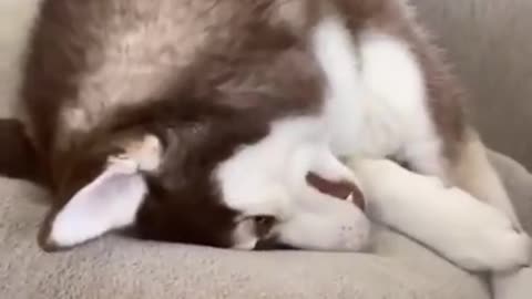 huskies are DRAMATIC