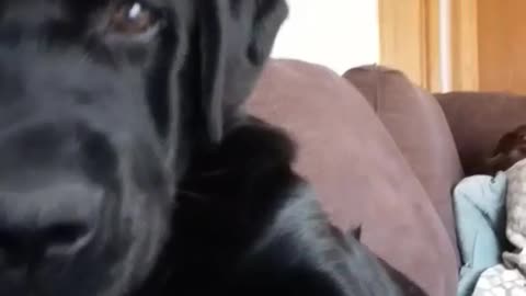 Black dog pushes and slaps camera away from its face