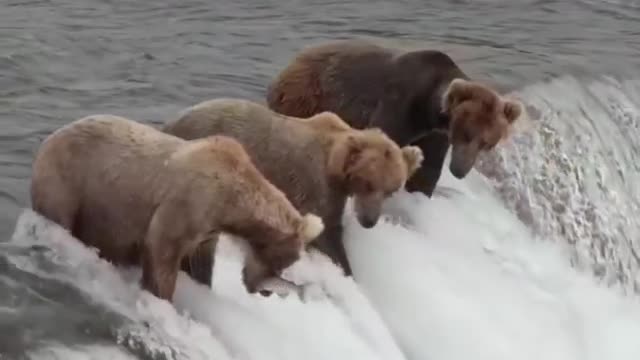 amazing bears