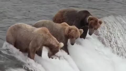 amazing bears