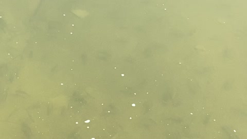 Minnows of the Humber River 52