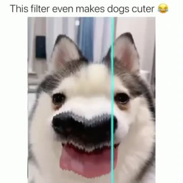 awesome funny pet animals videos #shorts