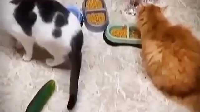 Funny Cats Try Not To Laugh | Funny Animals #catlover #goodvibes #fyp> #fyp less