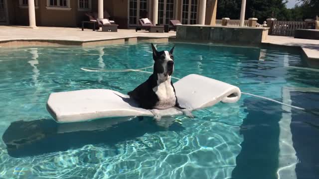 Funny Great Dane Complains His Dinner is Late_