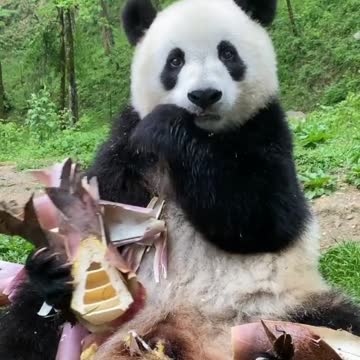 Panda Eating Bamboo Shoot