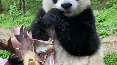 Panda Eating Bamboo Shoot