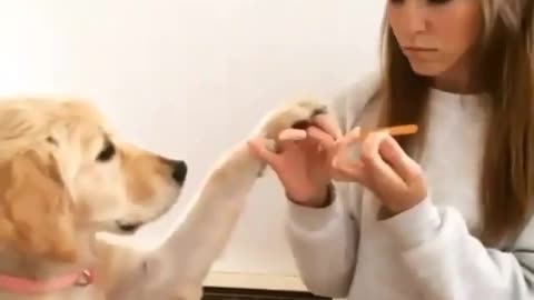 Paws & Whiskers: Hilarious Dog and Cat Moments!