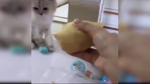 Cats Reaction To Food - Funny Animal