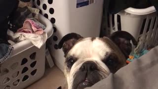 Bulldog Misses Dinner, Makes It Clear He's Upset