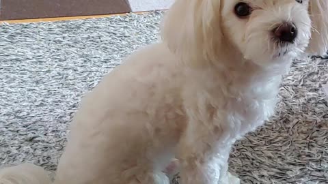 Puppy welcoming owner home
