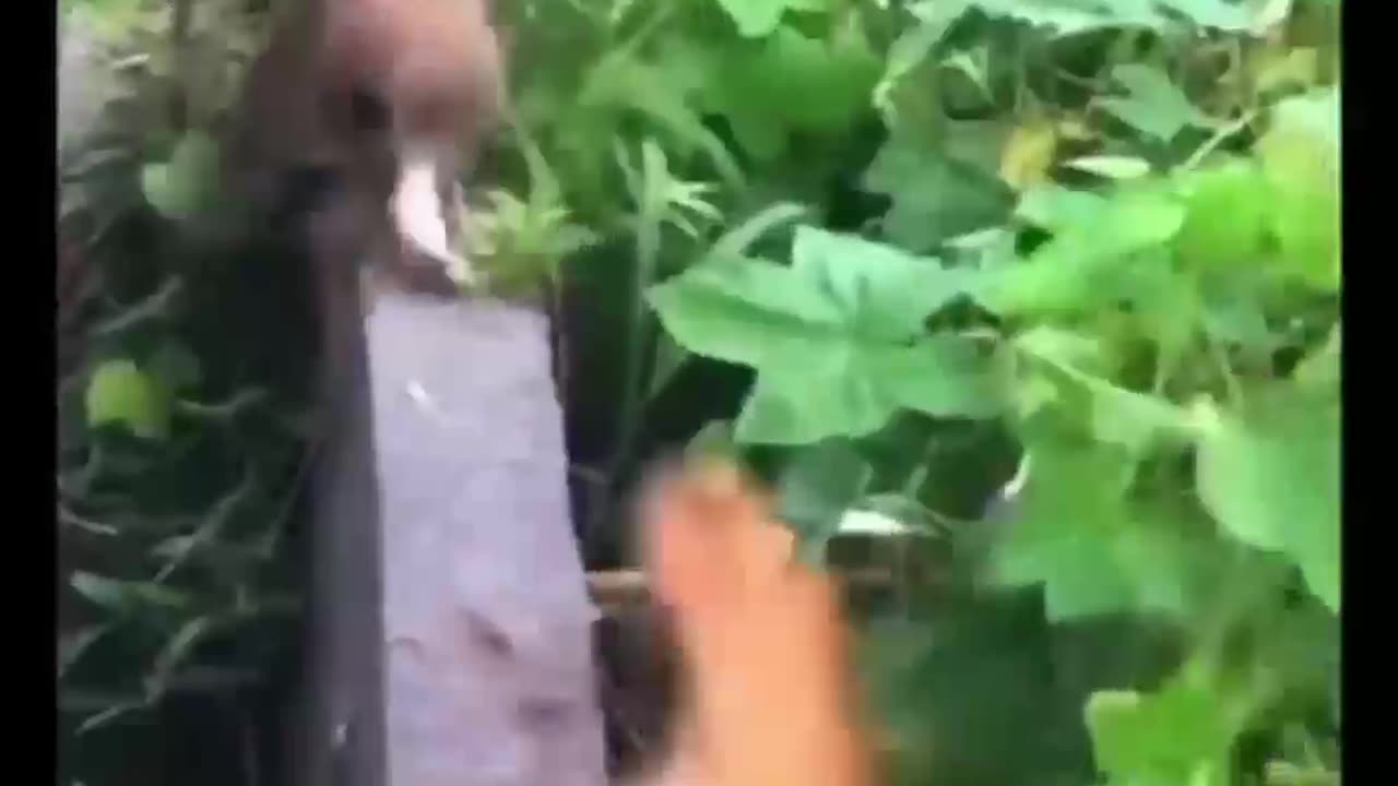 Funny animals