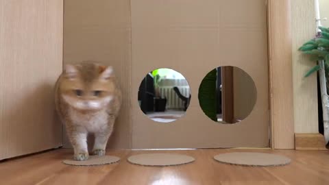 How Small Of A Hole Can Hosico Cat Fit Through