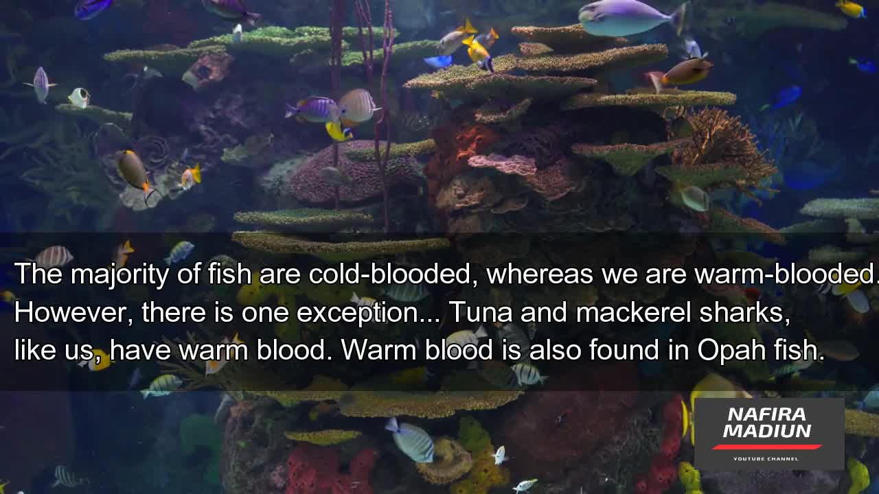 The Top 7 Fish Facts! | NafiraMadiun