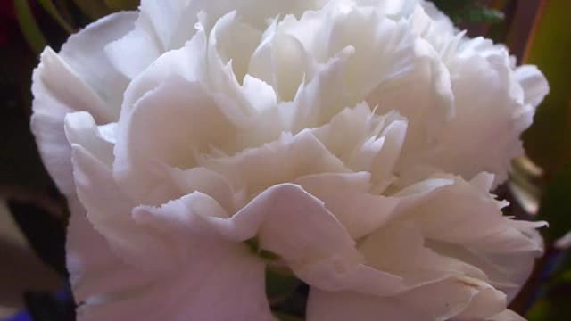 BBC Radio - The White Carnation