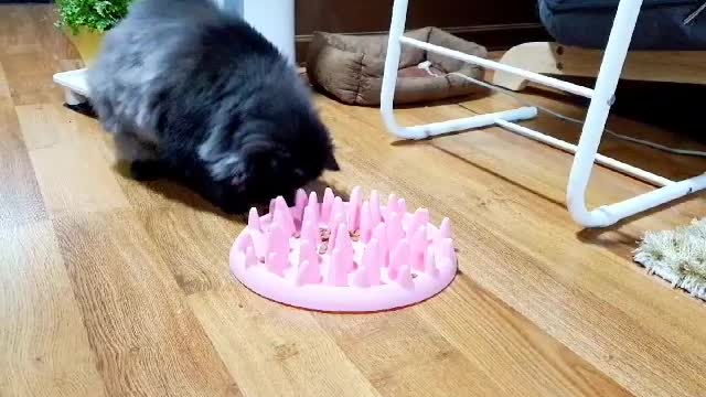 cat eating slowing