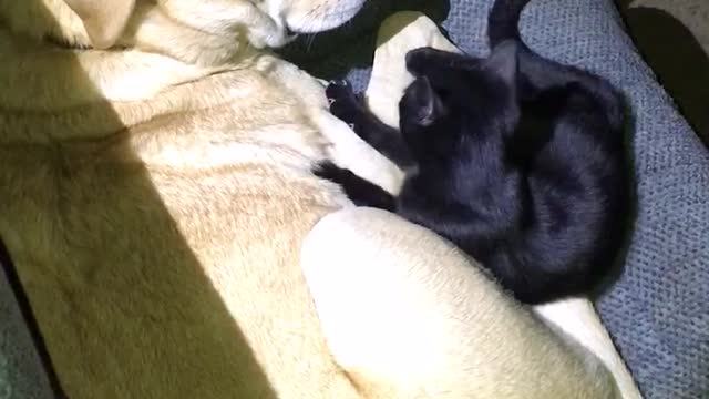 Small black cat massaging golden retriever