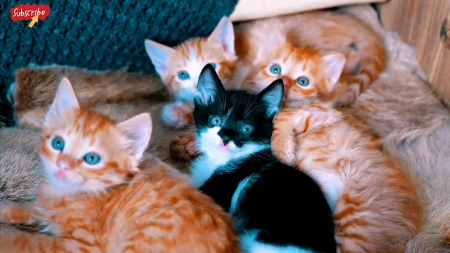 Beautiful Cute.s funny cate amazing video