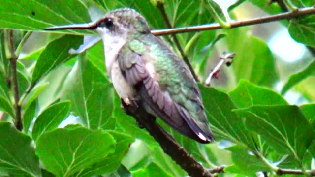 Hummingbird