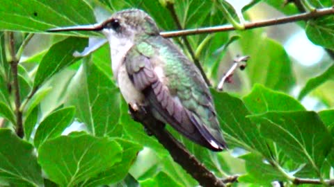 Hummingbird