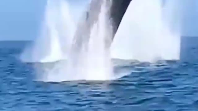 whale jumps high