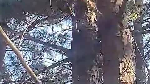 Birds living in the mountains