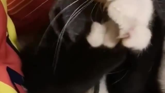 This cute cat loves her doll very much