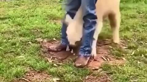 Naughty and funny calf