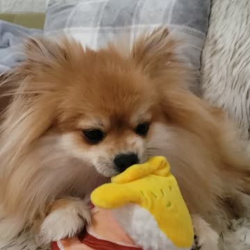 Adorable pomeranian loves his eggs benedict