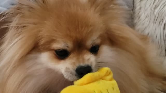 Adorable pomeranian loves his eggs benedict