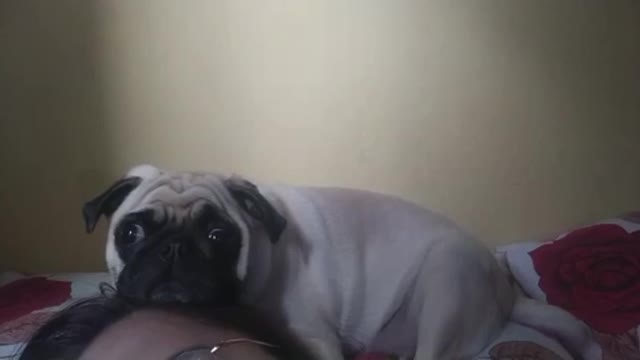 Pug Watching TV with Joystick eye