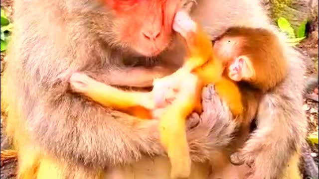 Cute Newborn Baby monkey - Monkey Animals 047