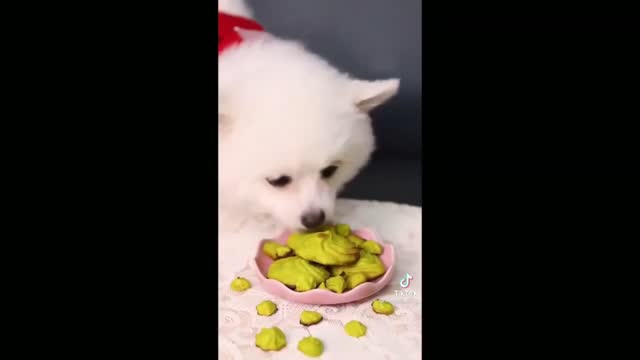 Dog Making A Delicious Recipe And Cooking - Tiktok Dogs (Funny Animals #356)