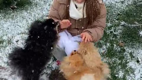 Funny dogs Vertical Video Dogs Playing During Snow Fall