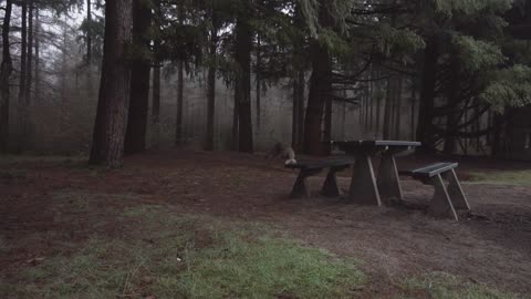 Dog sniffing in the woods