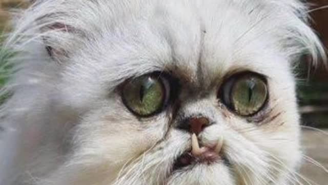 The ugliest cats