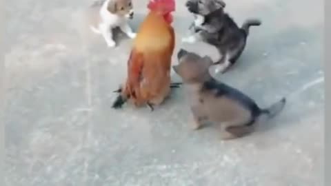 Chicken Squares Up Against Dog Fight