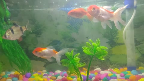 Aquarium