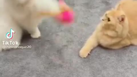 Fight and Love