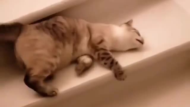 Funny cat Plays on the stairs !