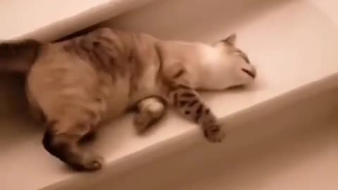 Funny cat Plays on the stairs !