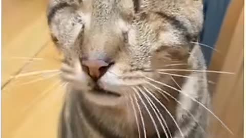 Heart touching blind cats sense🥰🥰