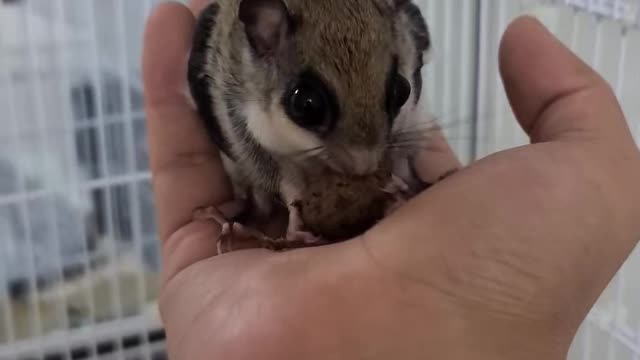 Acorn-eating flying squirrel