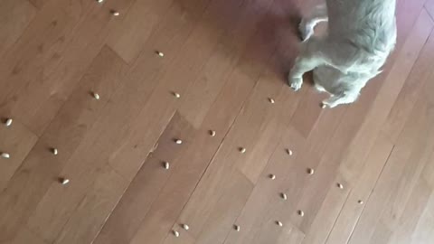 Lucky dog Jackpot